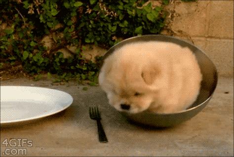 chow chow gif|chow puppies gif.